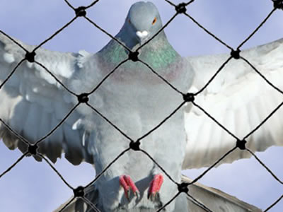 Redes para aves